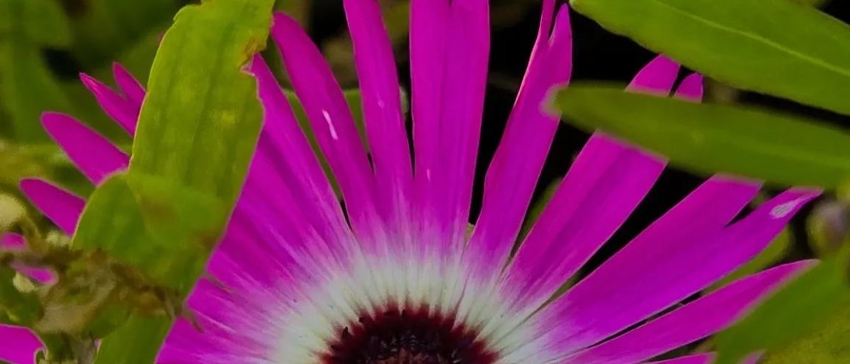 Vorfrühlings-Phase setzt sich fort, Winter bis Mitte März ohne Comeback?